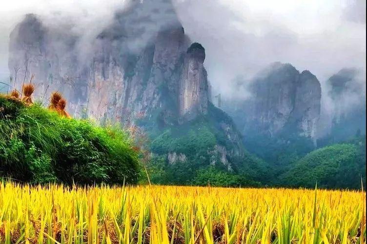 半夏投资掌门人李蓓公开道歉，承认投资失误并启动战术性减仓